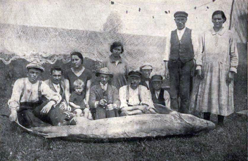 Połów jesiotra w Wiśle koło Chrystkowa (1929 r.). Ryba mierzyła prawdopodobnie 2, 5 metra (arch. Zespołu Parków Krajobrazowych nad Dolną Wisłą)