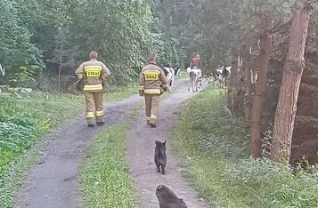 Strażacy przeszukiwali kilkadziesiąt hektarów lasu i kukurydzy/ Fot. OSP Trzebcz Szlachecki