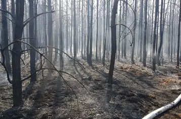 Pożar lasu pod Świeciem to robota dzieci/ Fot. KPP Świecie