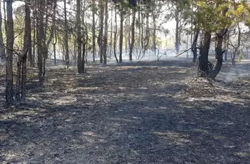 Pożar lasu pod Świeciem to robota dzieci/ Fot. KPP Świecie