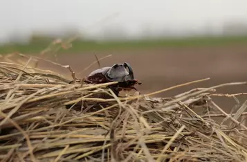 Rohatyniec nosorożec, fot. D. Sajbor NPT