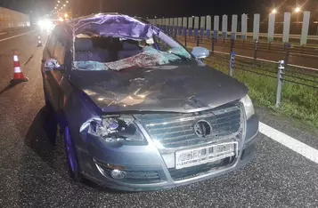 Na A1 pod Chełmnem samochód uderzył w łosia/ Fot. KP PSP Chełmno