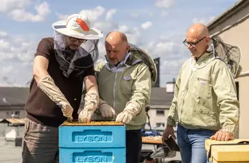 Miodobranie na dachu Urzędu Marszałkowskiego w Toruniu, fot. Szymon Zdziebło/tarantoga.pl dla UMWKP